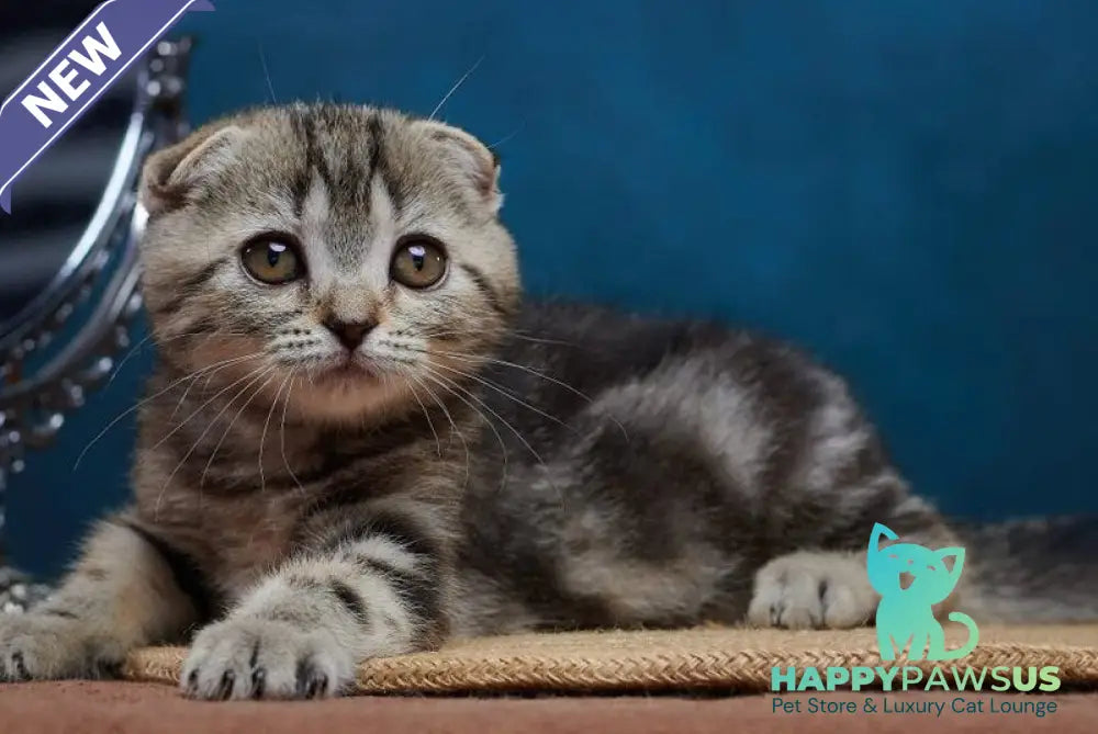 Wanda Scottish Fold female black tabby - live animals