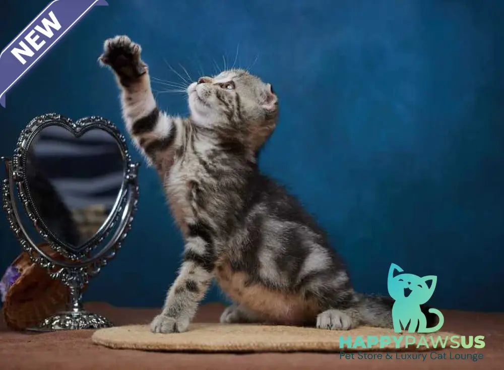 Wanda Scottish Fold female black tabby - live animals