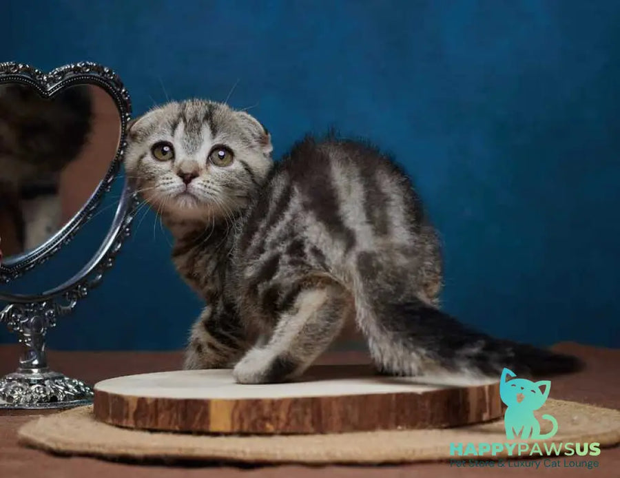 Wanda Scottish Fold female black tabby - live animals
