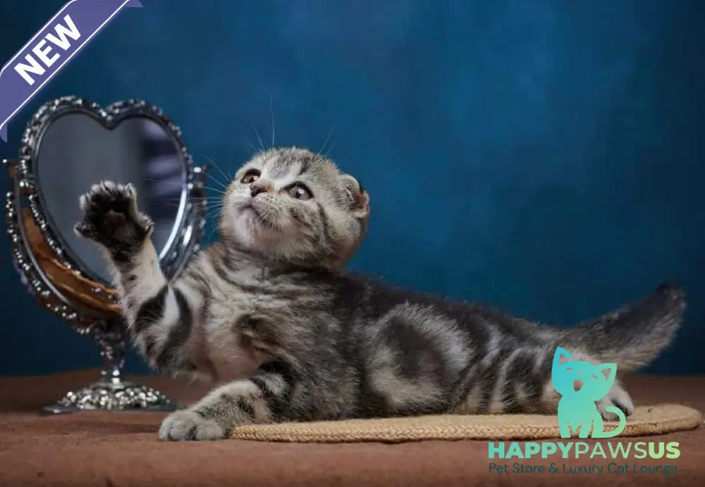 Wanda Scottish Fold female black tabby - live animals