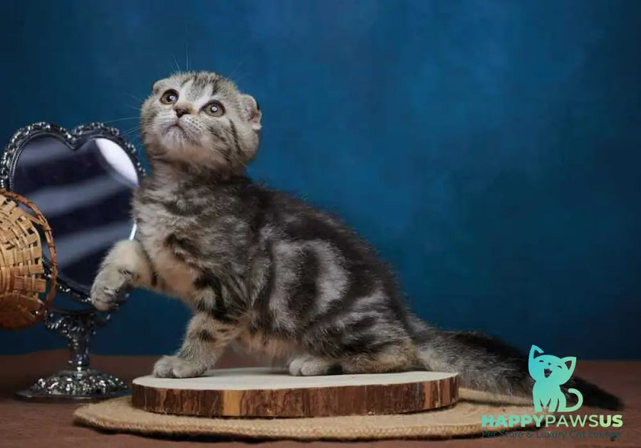 Wanda Scottish Fold female black tabby - live animals