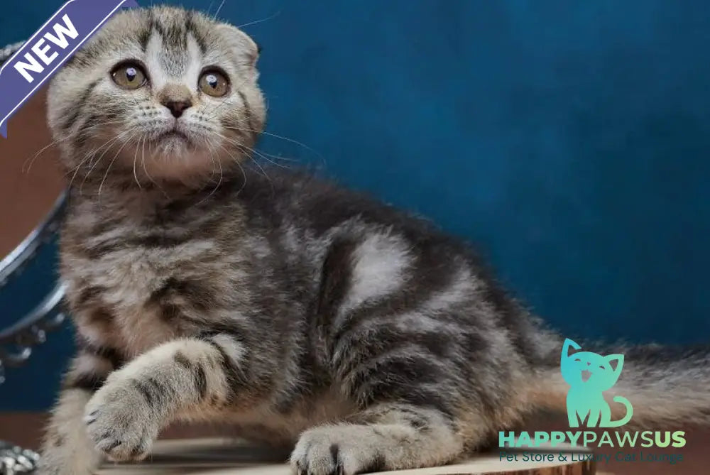 Wanda Scottish Fold female black tabby - live animals