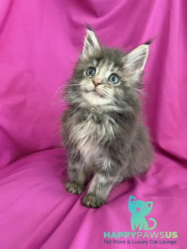 Wanessa Maine Coon female black tortie tabby live animals