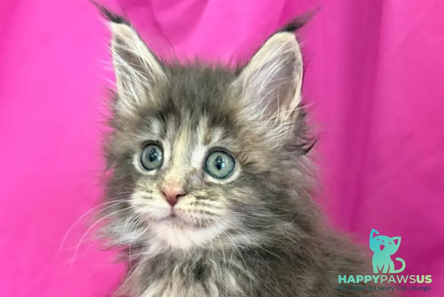 Wanessa Maine Coon female black tortie tabby live animals