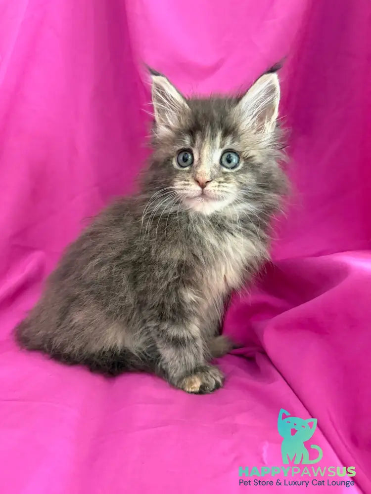 Wanessa Maine Coon female black tortie tabby live animals