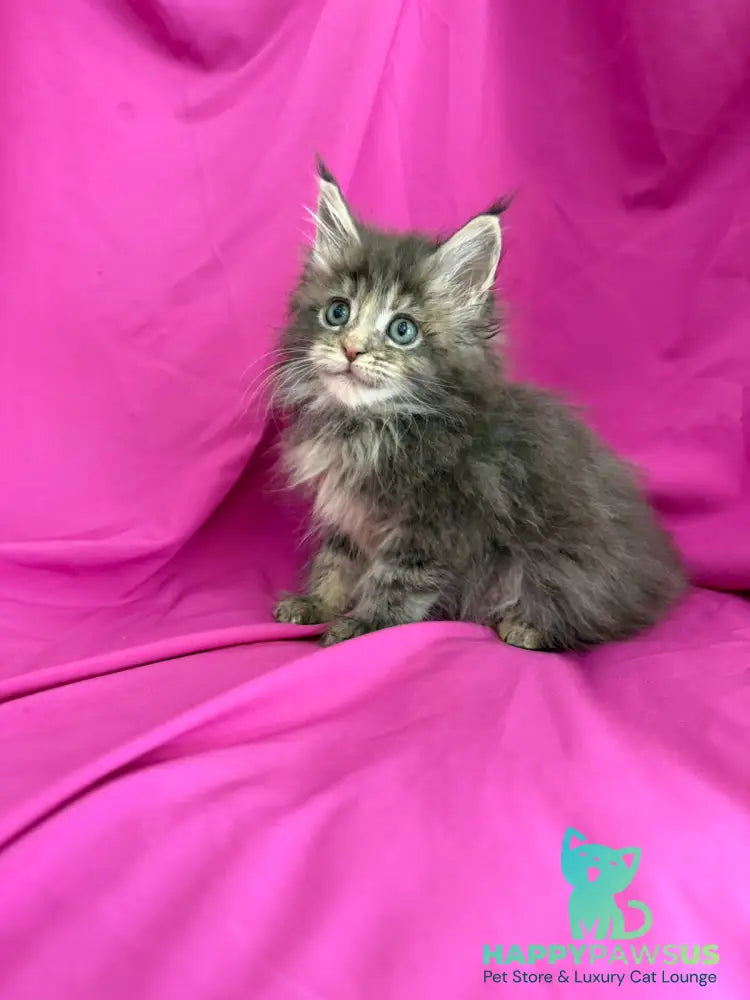 Wanessa Maine Coon female black tortie tabby live animals