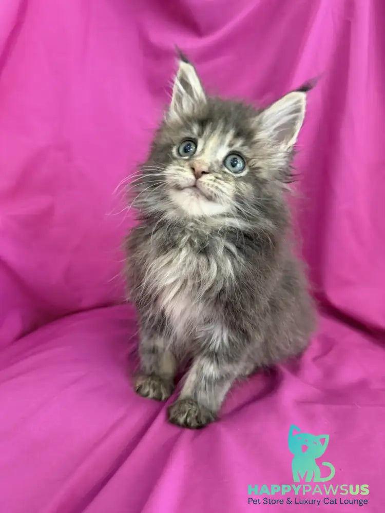 Wanessa Maine Coon female black tortie tabby live animals