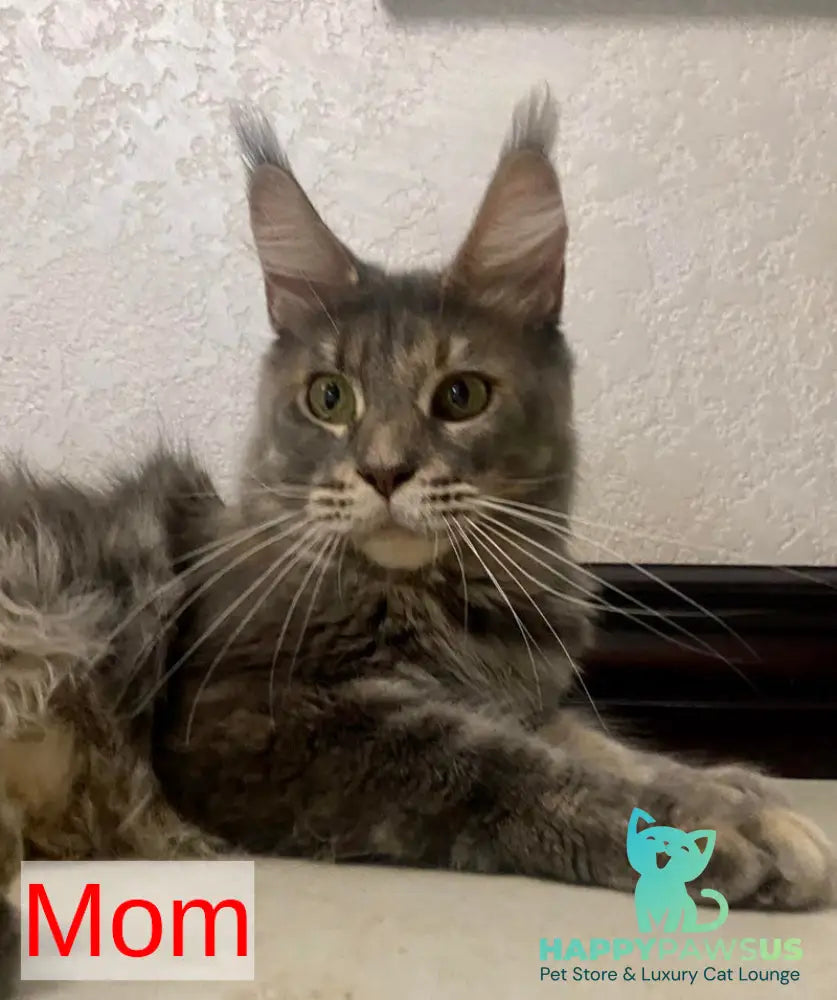 Wanessa Maine Coon female black tortie tabby live animals
