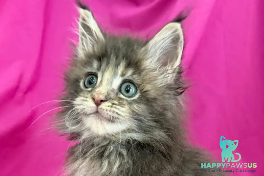 Wanessa Maine Coon female black tortie tabby live animals