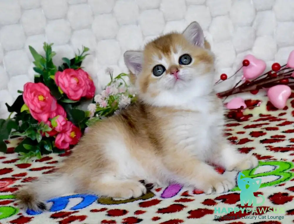 Warya British Shorthair female black golden shaded - live animals