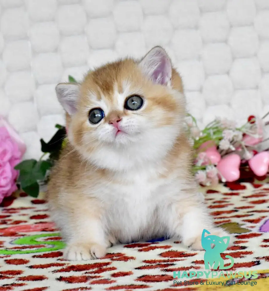 Warya British Shorthair female black golden shaded - live animals