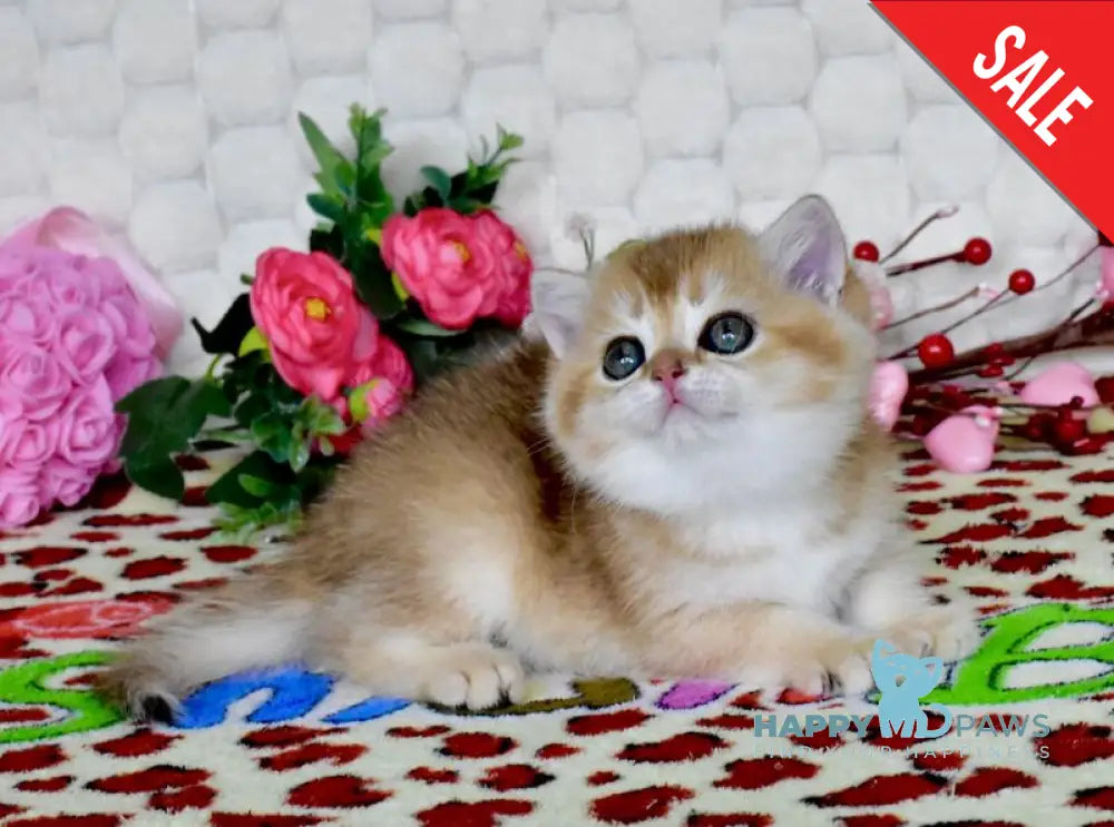 Warya British Shorthair female black golden shaded - live animals
