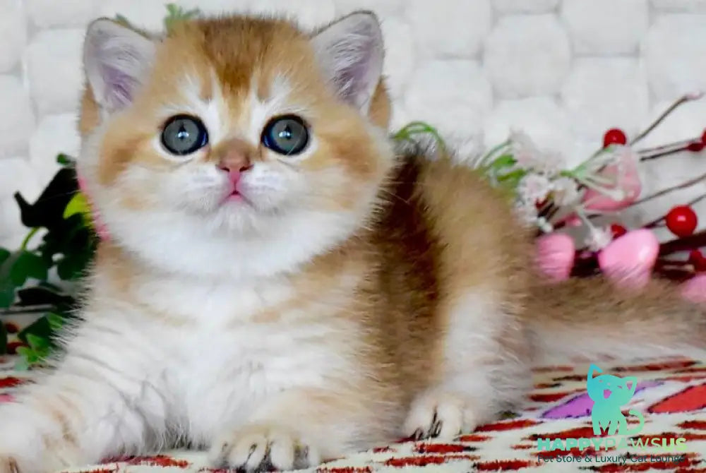 Warya British Shorthair female black golden shaded - live animals