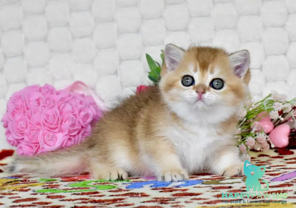 Warya British Shorthair female black golden shaded - live animals