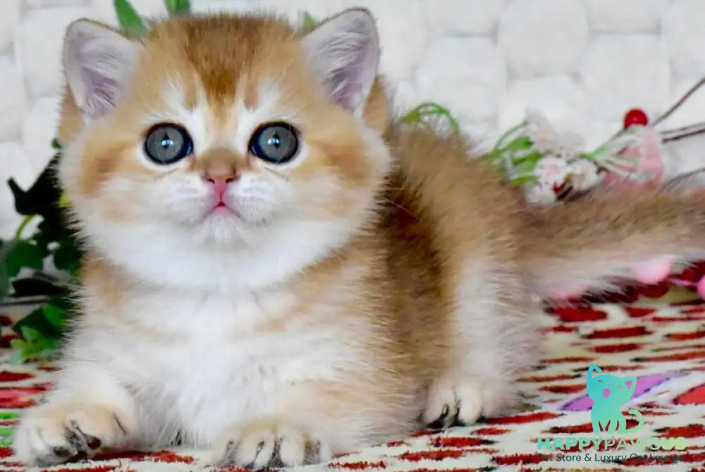 Warya British Shorthair female black golden shaded - live animals