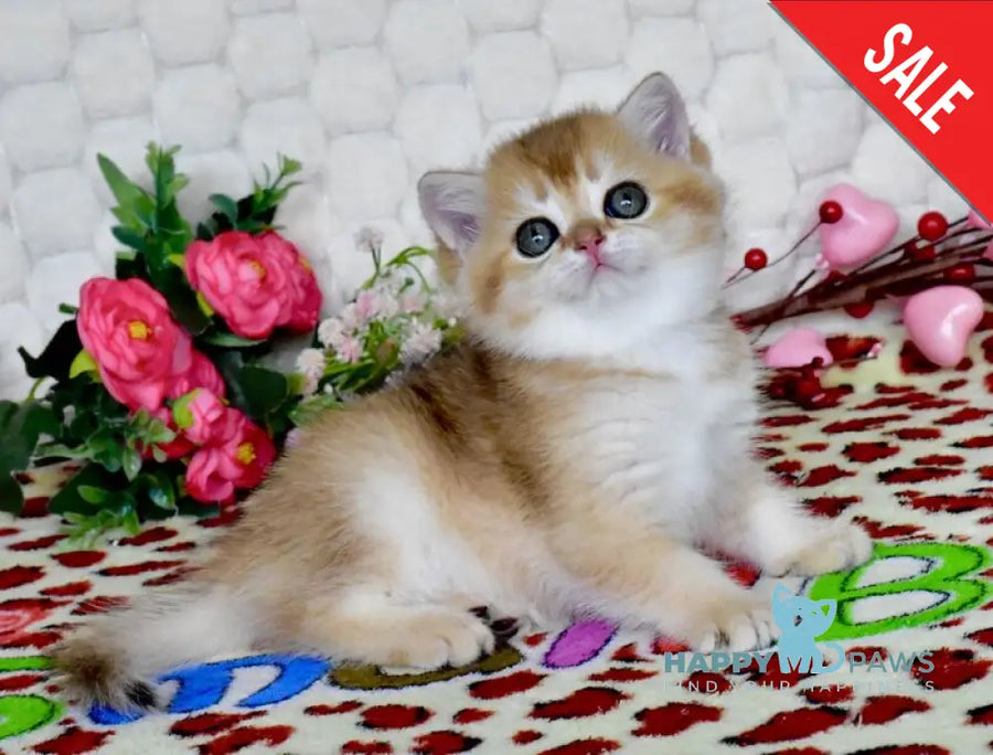 Warya British Shorthair female black golden shaded - live animals