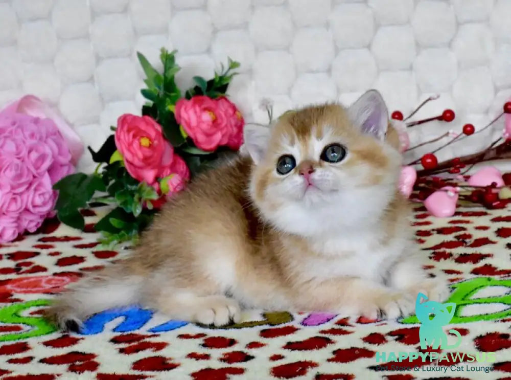 Warya British Shorthair female black golden shaded - live animals