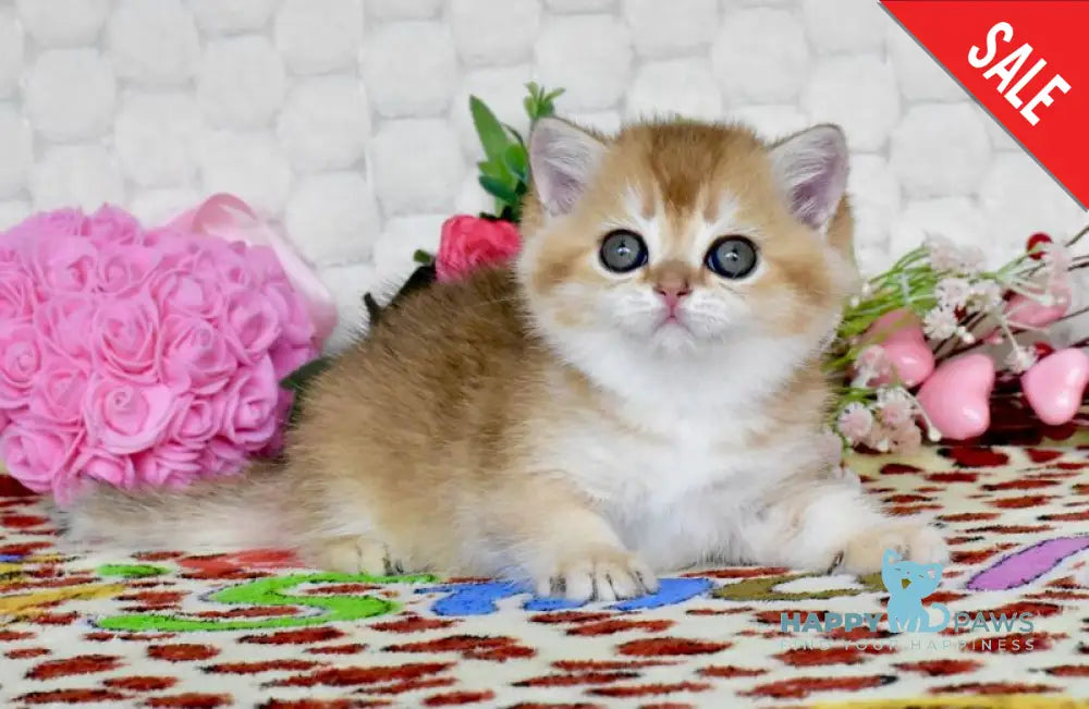 Warya British Shorthair female black golden shaded - live animals