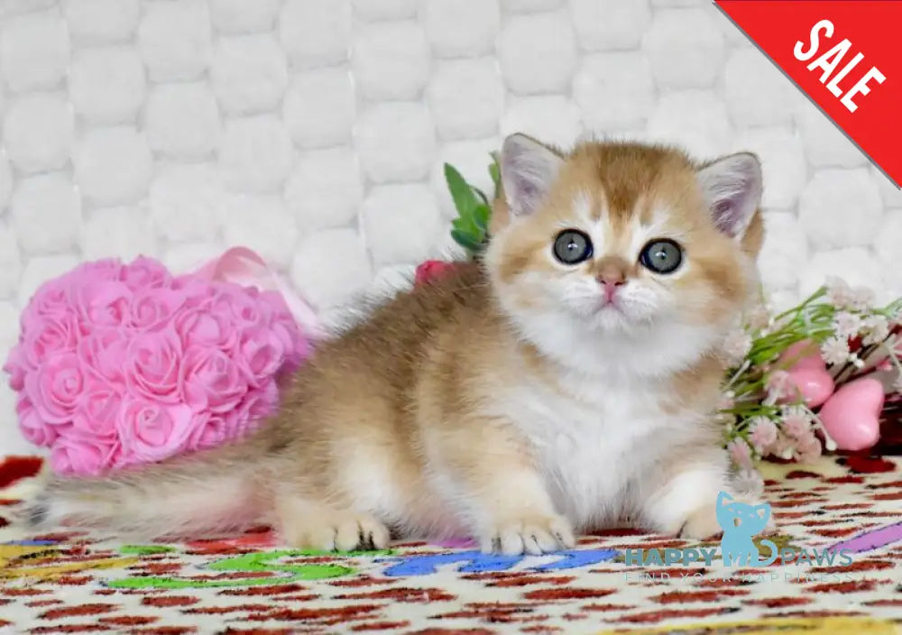 Warya British Shorthair female black golden shaded - live animals