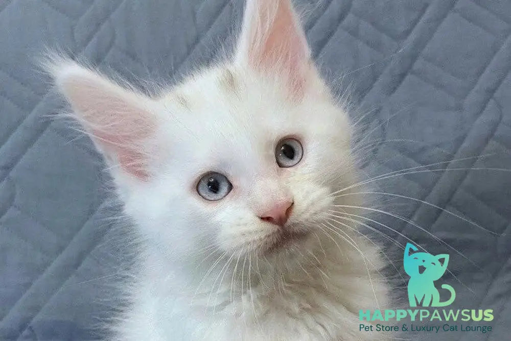 Wasabi Maine Coon female white live animals