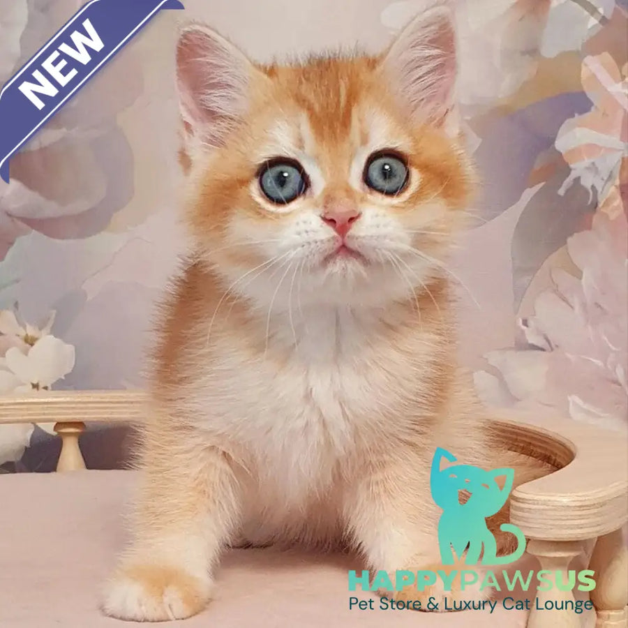 Wasilisa British Shorthair female black golden chinchilla - live animals