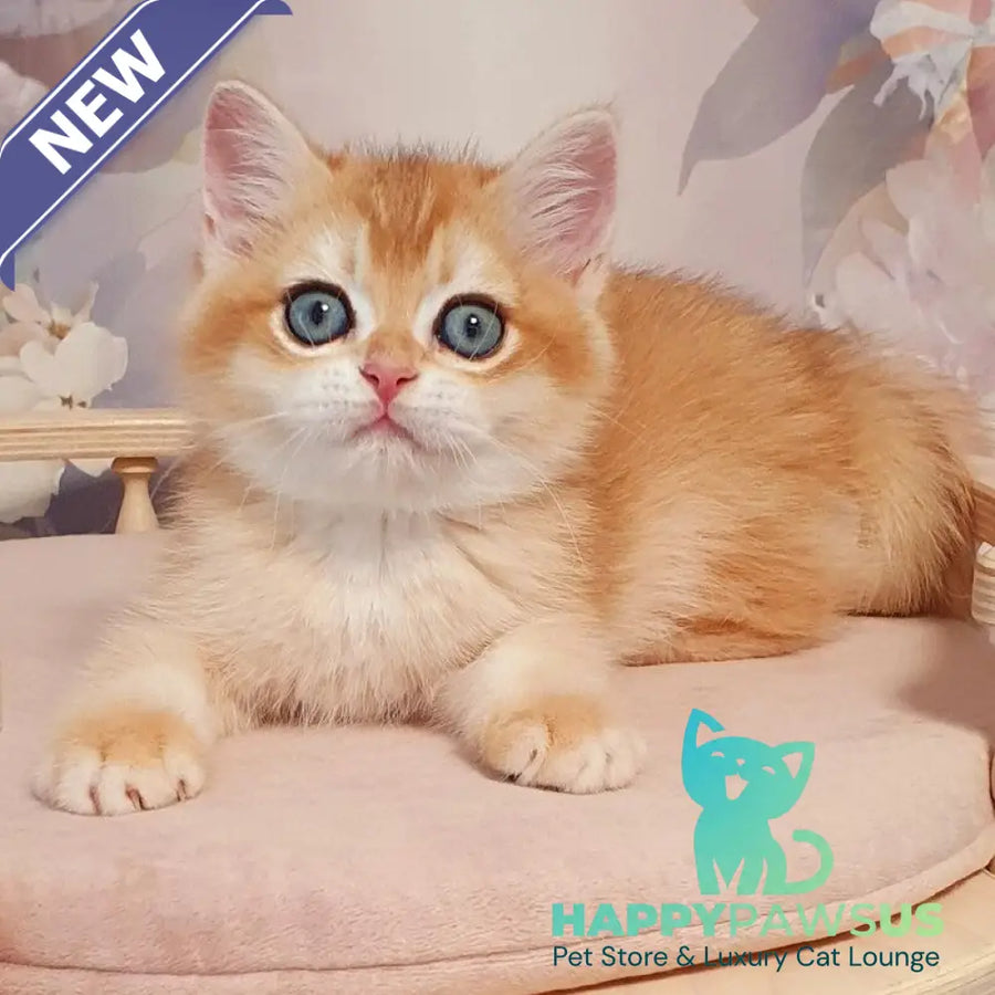 Wasilisa British Shorthair female black golden chinchilla - live animals
