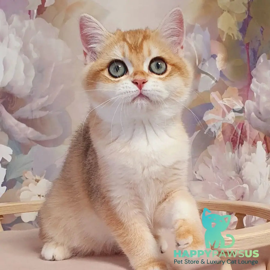 Wasilisa British Shorthair female black golden chinchilla - live animals