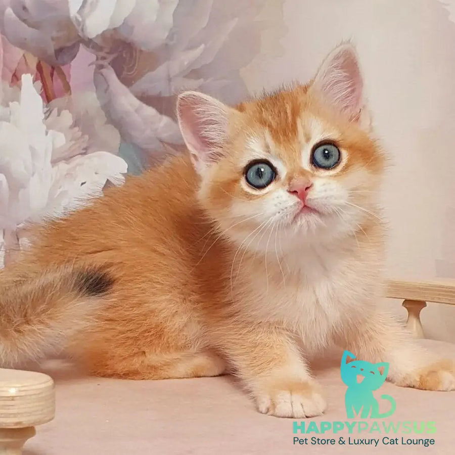 Wasilisa British Shorthair female black golden chinchilla - live animals