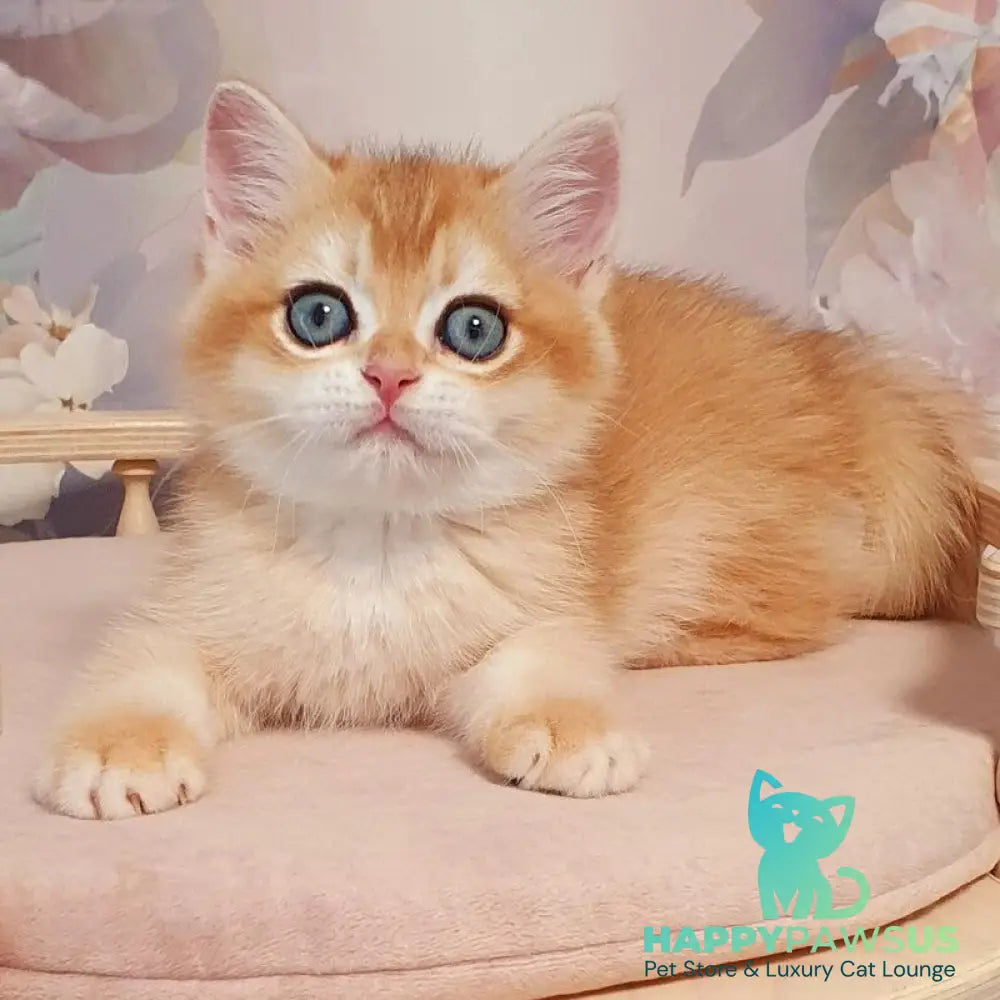 Wasilisa British Shorthair female black golden chinchilla - live animals