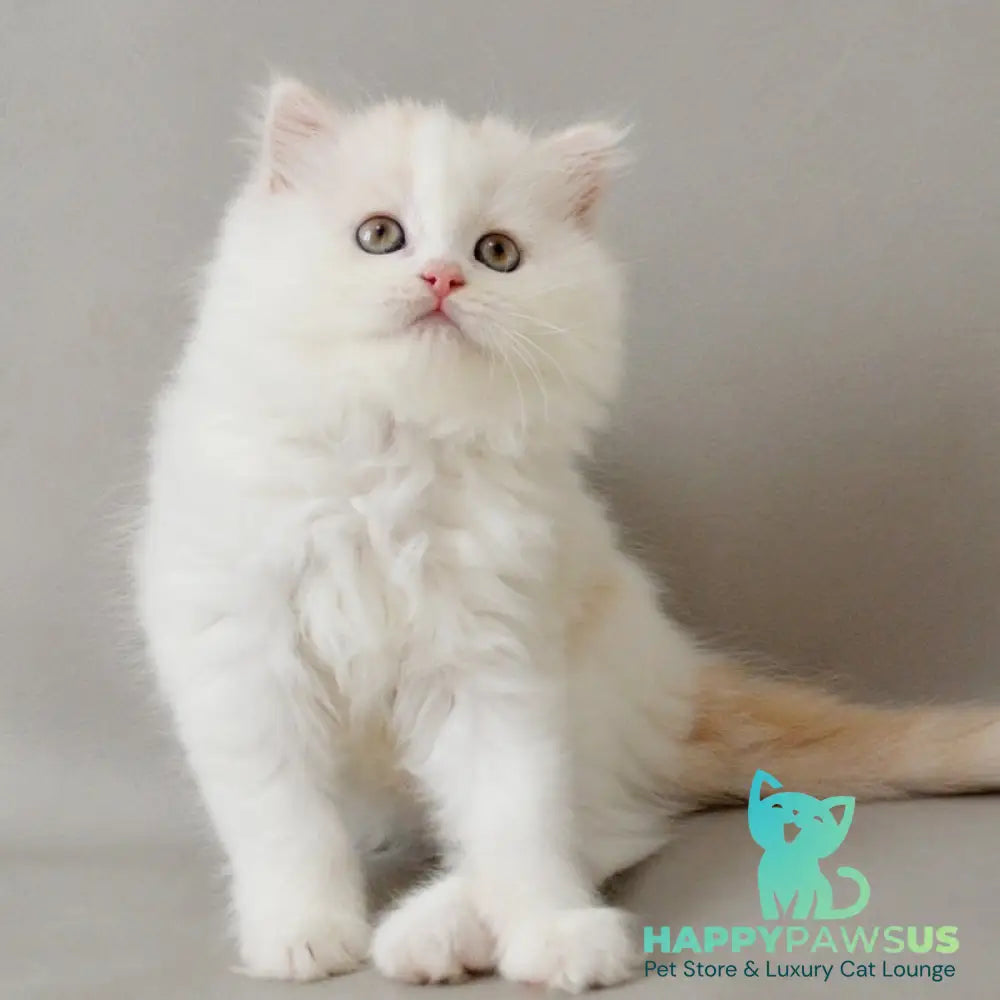 Wasilisa Scottish Straight female red silver tabby van - live animals