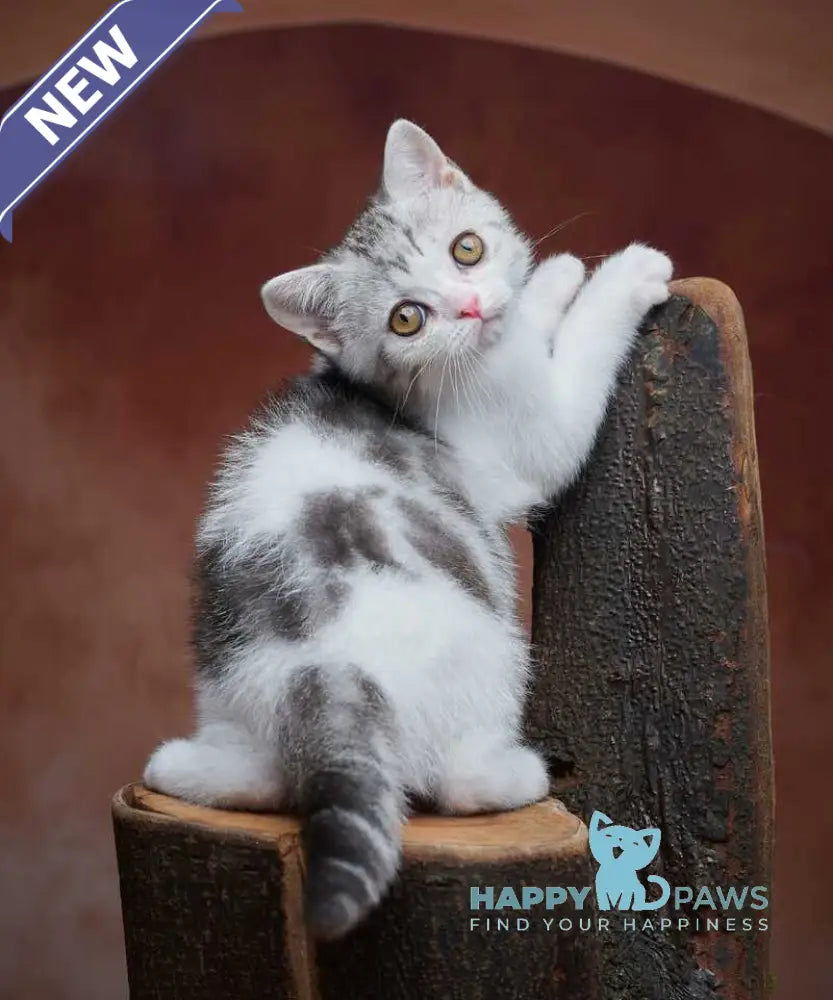 Wasiliy Scottish Straight male black silver tabby bicolour - live animals