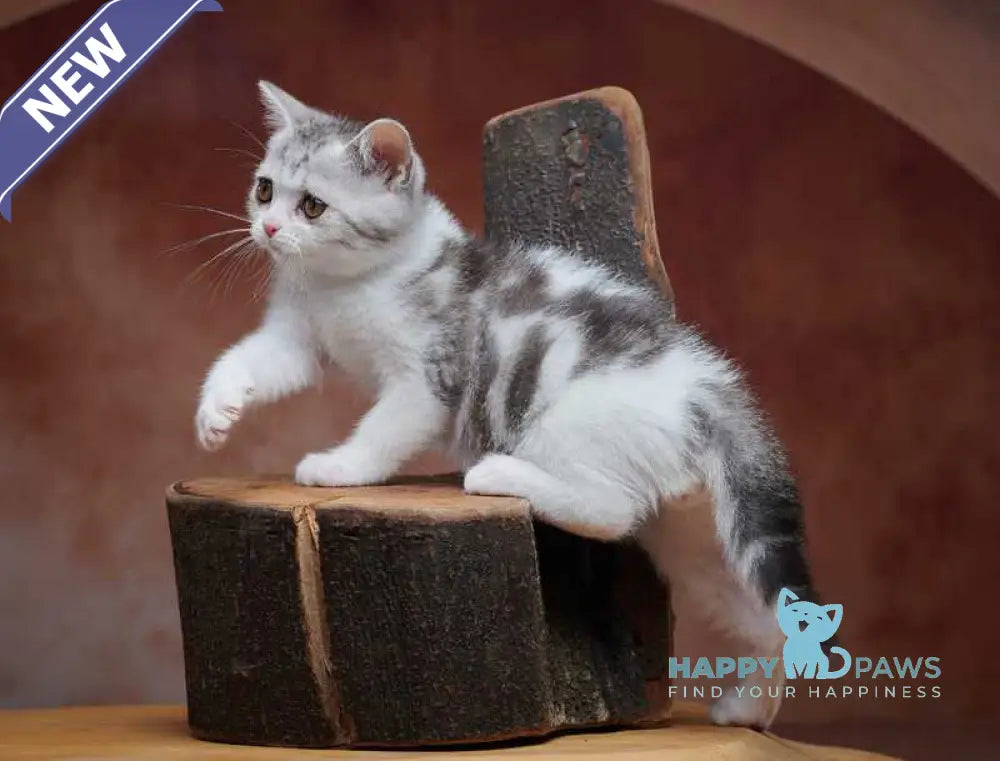 Wasiliy Scottish Straight male black silver tabby bicolour - live animals