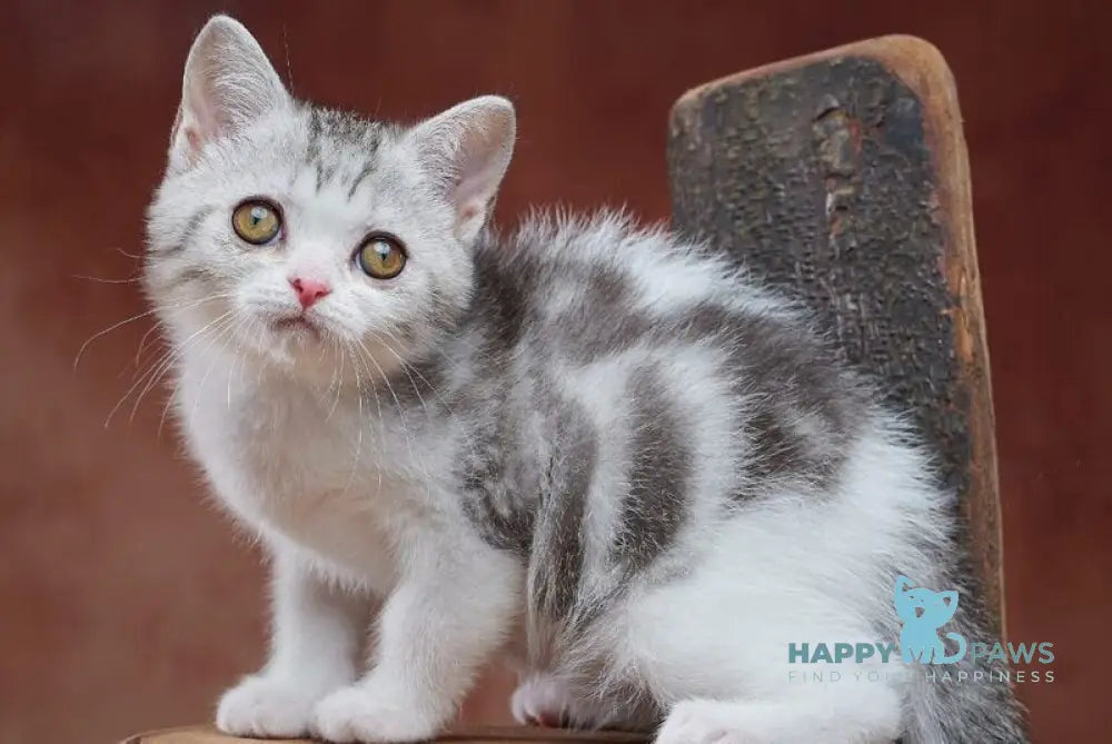 Wasiliy Scottish Straight male black silver tabby bicolour - live animals