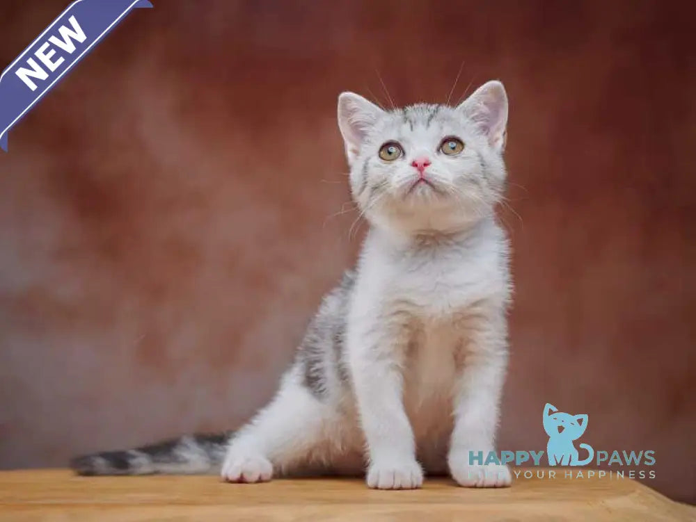Wasiliy Scottish Straight male black silver tabby bicolour - live animals