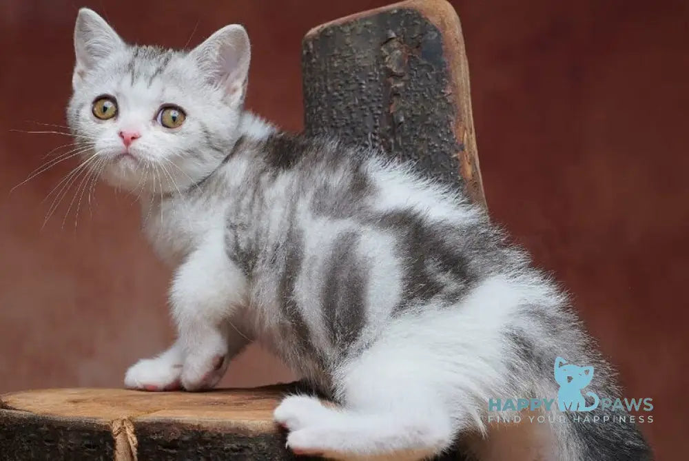 Wasiliy Scottish Straight male black silver tabby bicolour - live animals