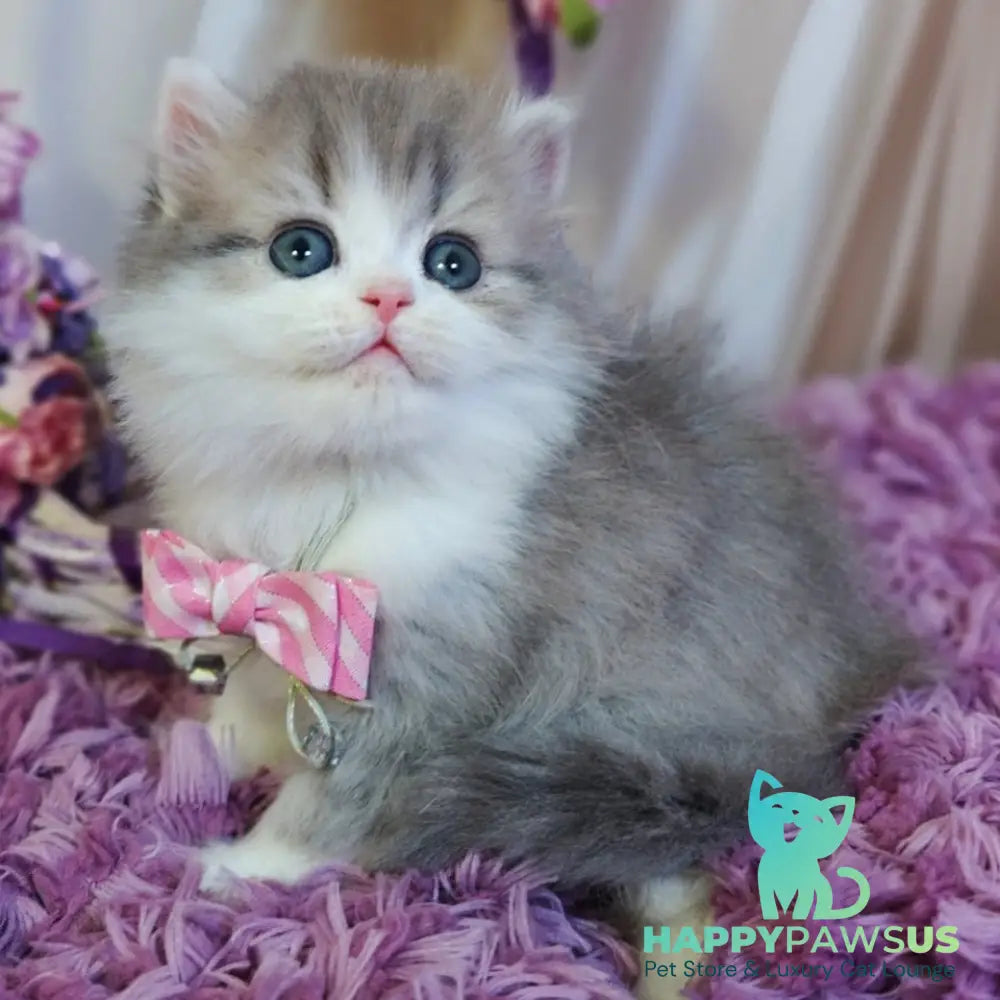 Watson British Longhair male blue tabby bicolour - live animals