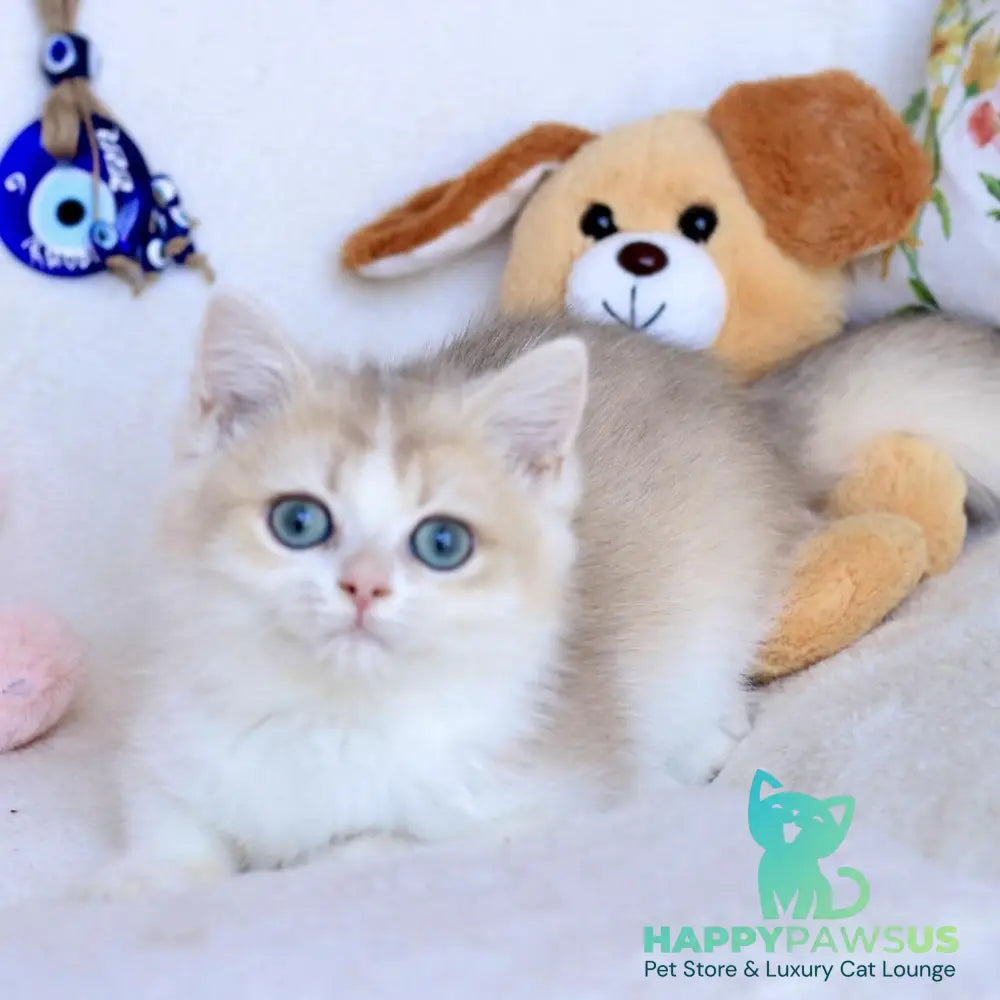 Watson British Shorthair male blue golden chinchilla bicolour - live animals