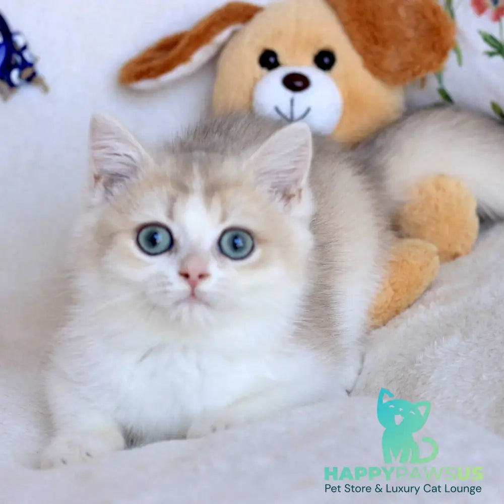 Watson British Shorthair male blue golden chinchilla bicolour - live animals