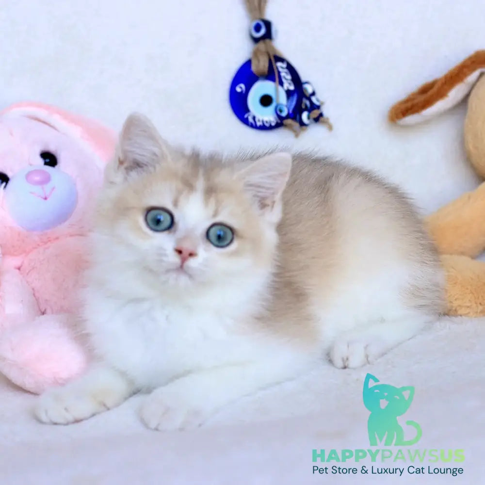 Watson British Shorthair male blue golden chinchilla bicolour - live animals