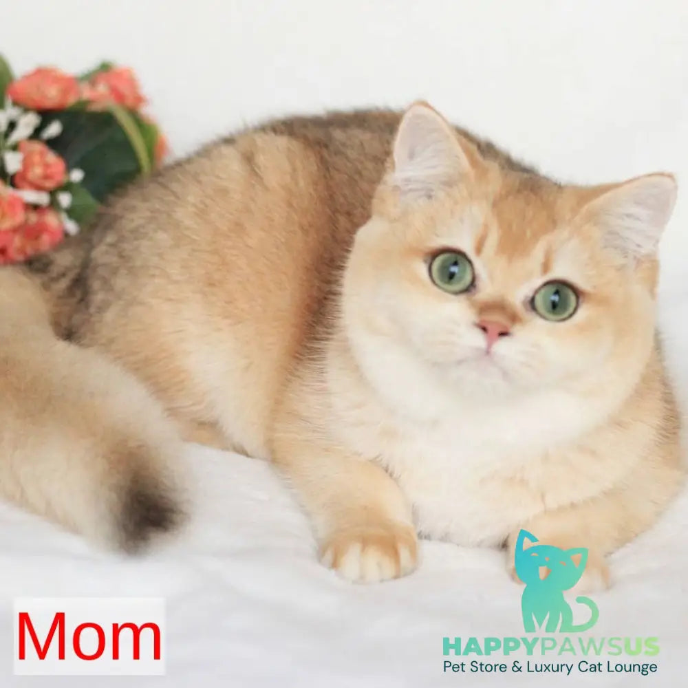 Watson British Shorthair male blue golden chinchilla bicolour - live animals