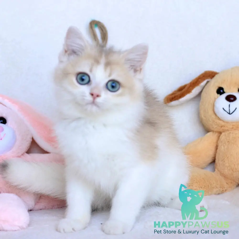 Watson British Shorthair male blue golden chinchilla bicolour - live animals