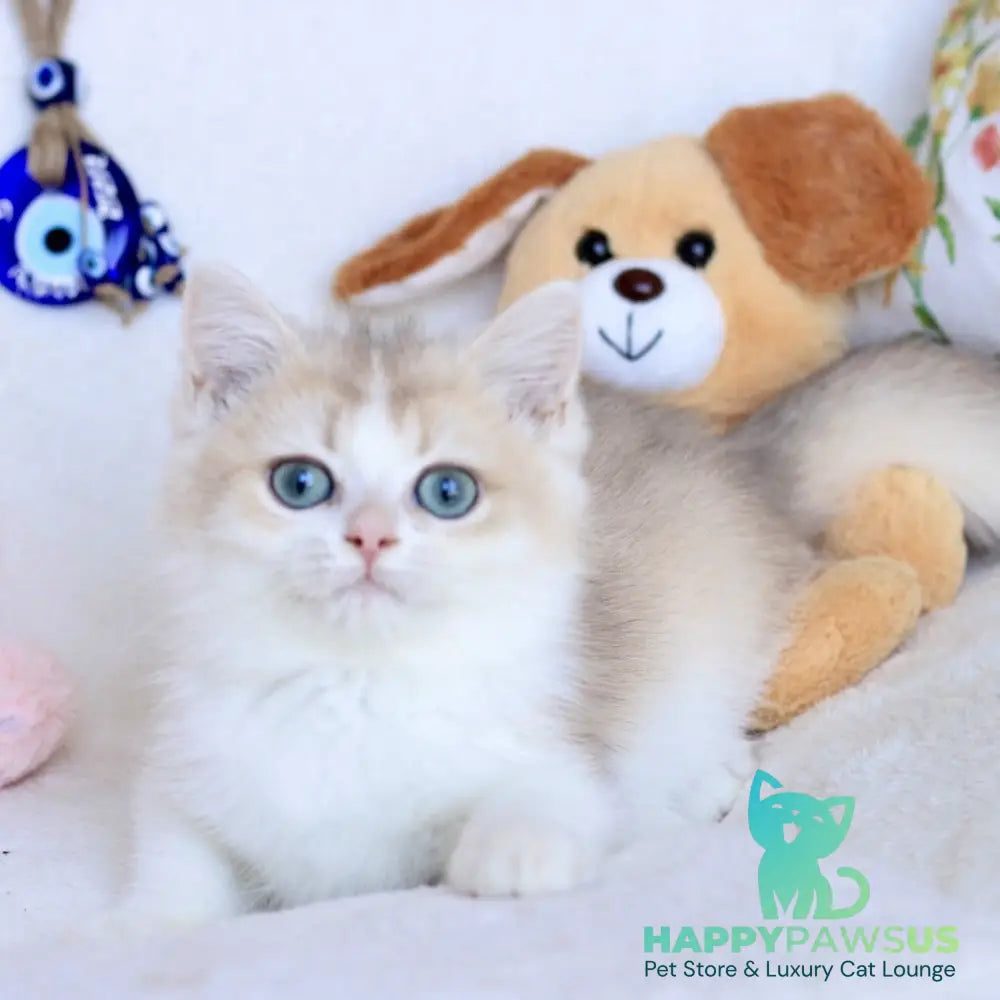 Watson British Shorthair male blue golden chinchilla bicolour - live animals