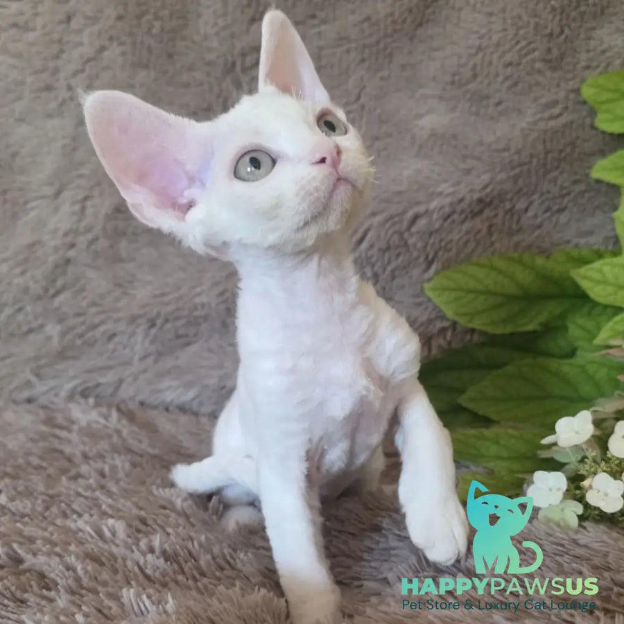 Watson Devon Rex male white - live animals