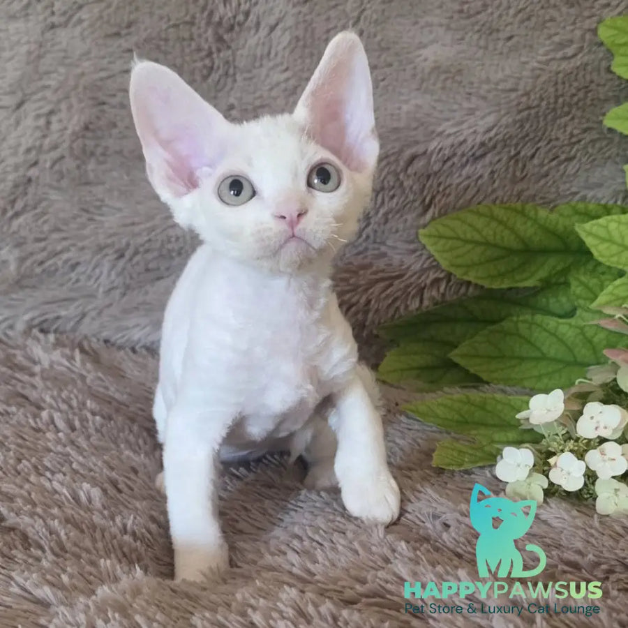 Watson Devon Rex male white - live animals
