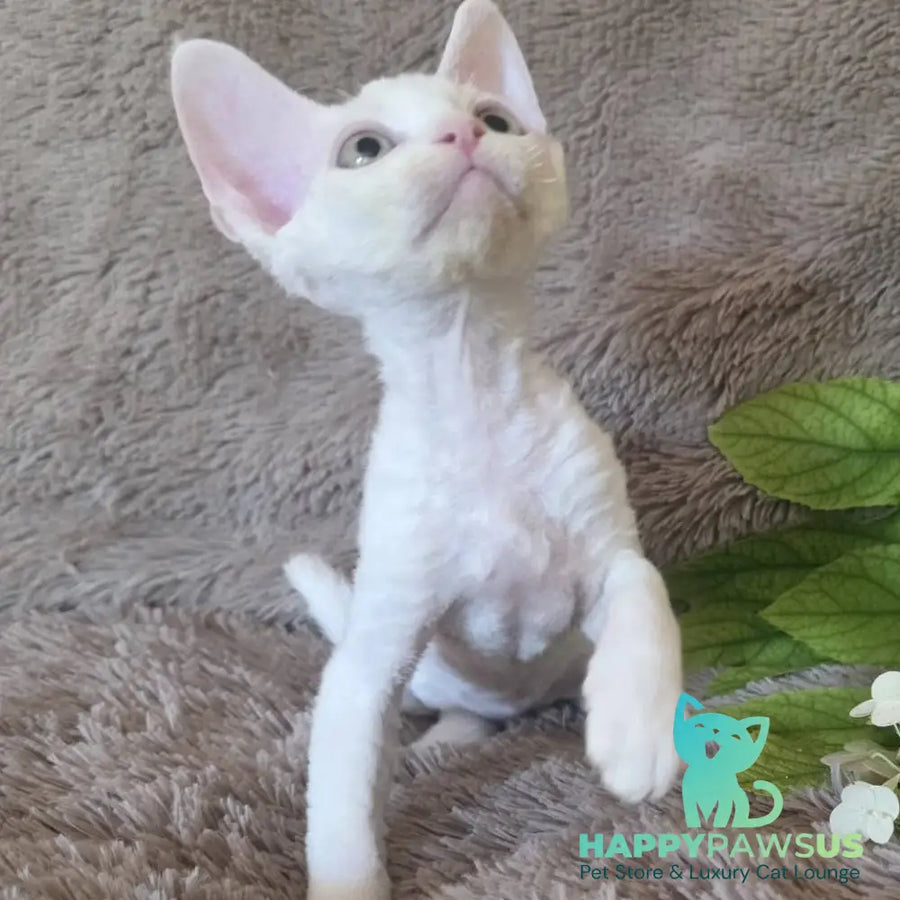 Watson Devon Rex male white - live animals