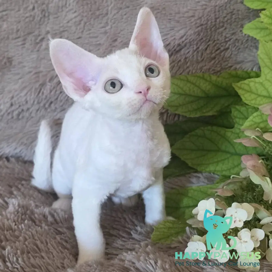 Watson Devon Rex male white - live animals