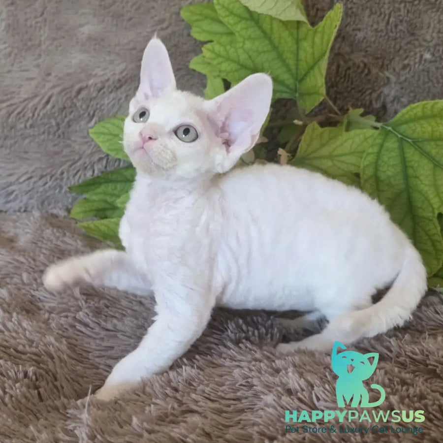 Watson Devon Rex male white - live animals