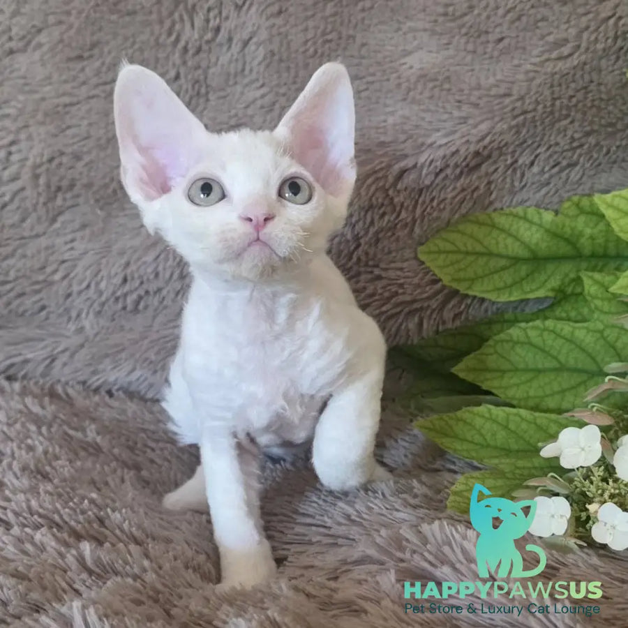 Watson Devon Rex male white - live animals