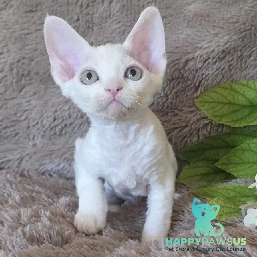 Watson Devon Rex male white - live animals