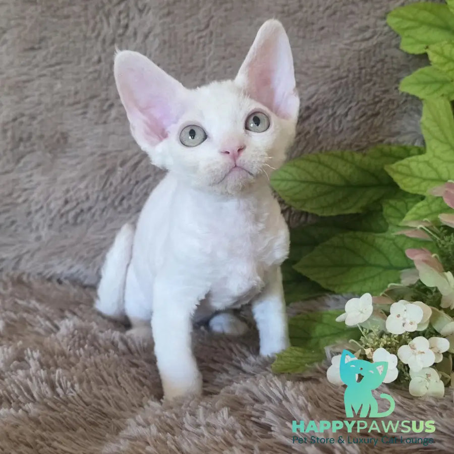 Watson Devon Rex male white - live animals